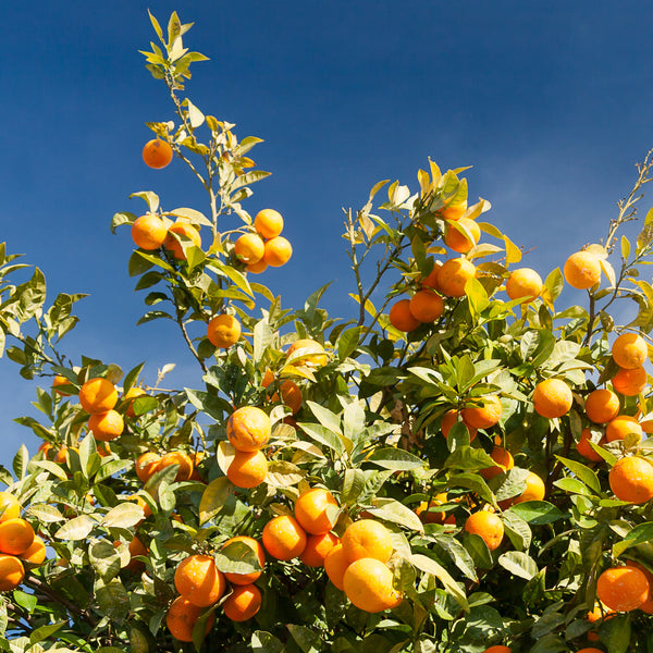 CitrusSinensis_grande.jpg?v=