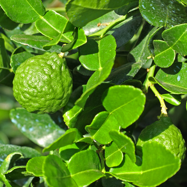 Lime, Kaffir Combava Petitigrain Wildcrafted (Citrus hystrix) Madagascar