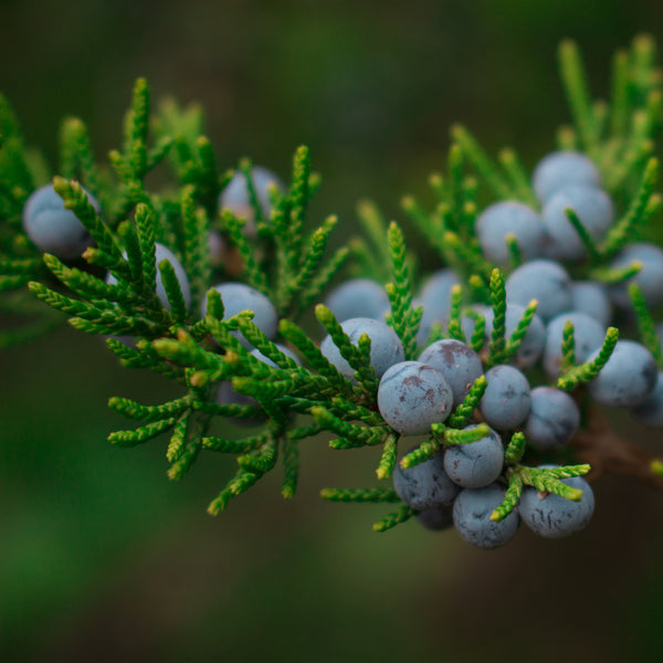 Juniper Berry Organic  (Juniperus communis) Bulgarian