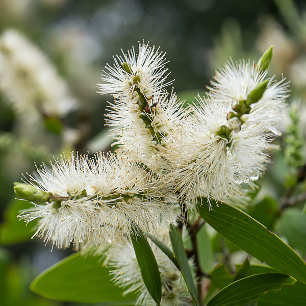 Niaouli Organic (Melaleuca quinquenervia) Madagascar
