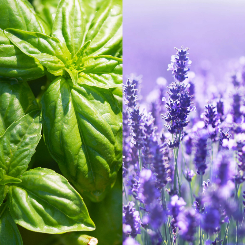lavender basil plant Basil Lavender Hand Soap