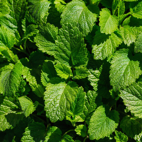 Lemon Balm, Wildcrafted (Melissa officinalis) Bulgaria