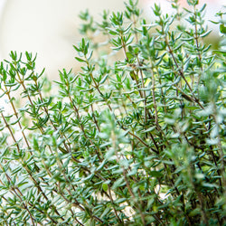 Thyme Linalool Organic (Thymus vulgaris) France