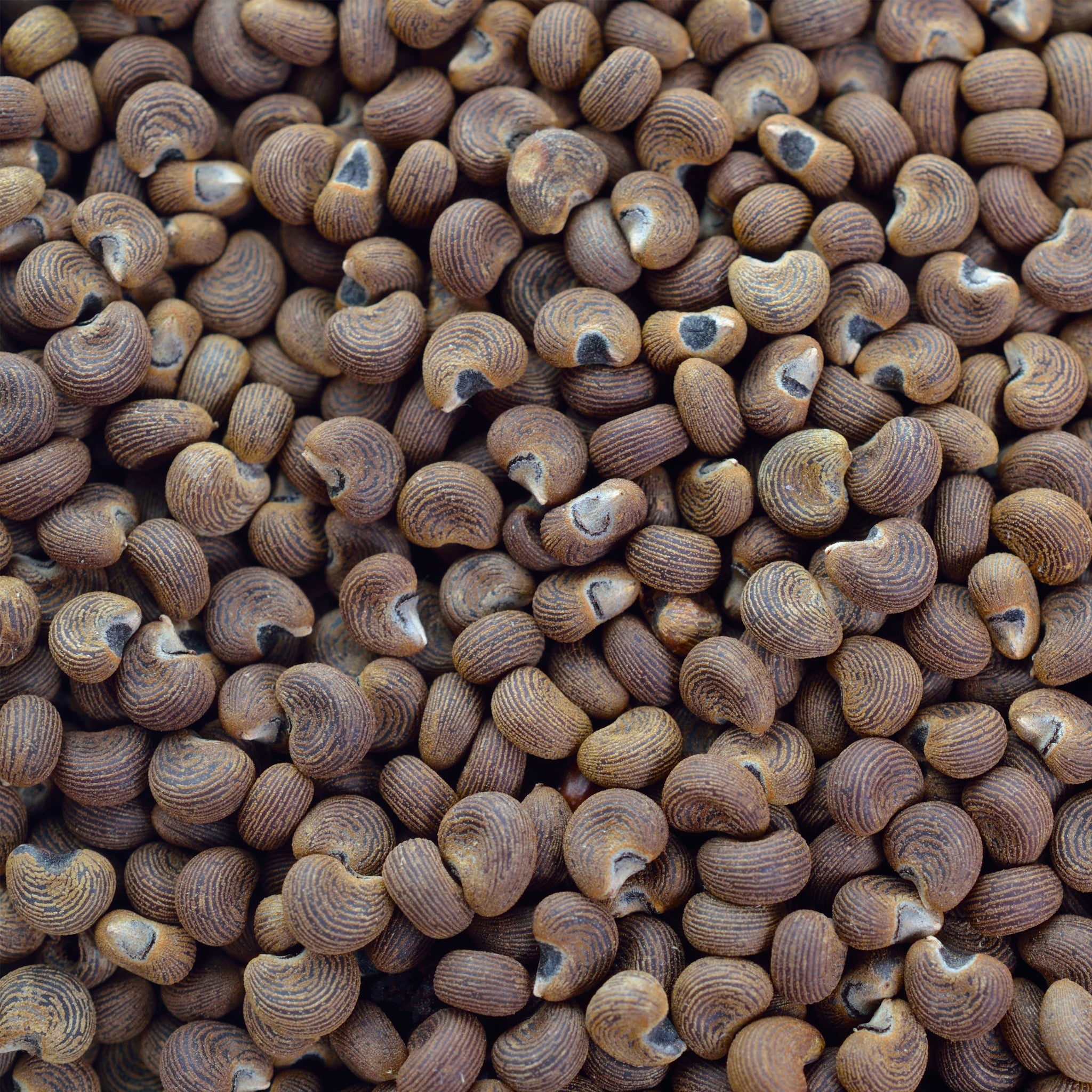 Ambrette Seed Absolute (Abelmoschus moschatus) India – Lunaroma ...