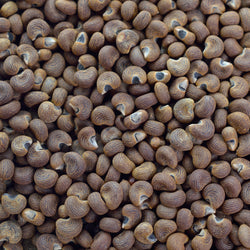 Ambrette Seed Absolute (Abelmoschus moschatus) India