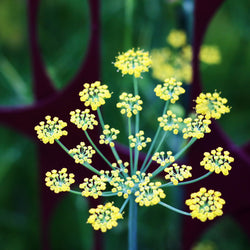 Angelica WildCrafted (Archangelica) France