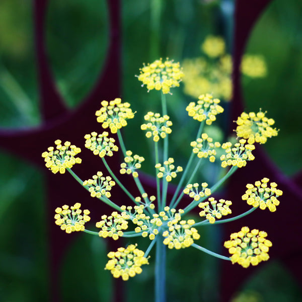 Angelica WildCrafted (Archangelica) France