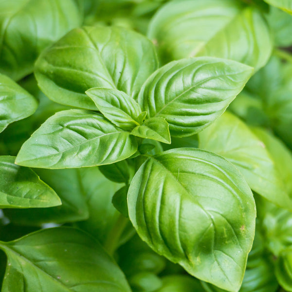 Basil, Sweet Organic (Ocimum basilicum) India