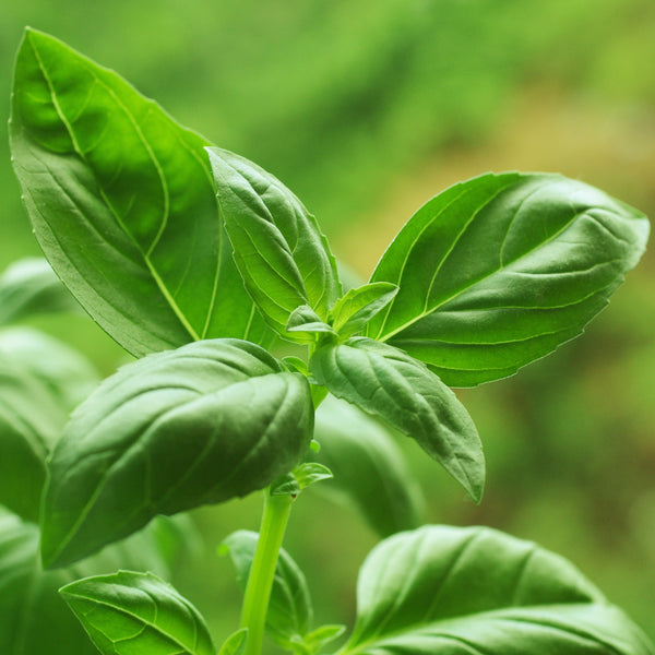 Basil, Sweet ct Linalool Organic (Ocimum basilicum) Egypt