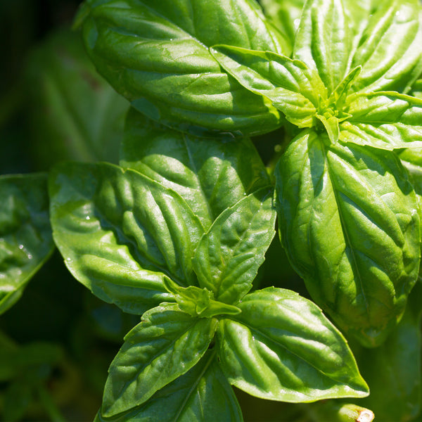 Basil, Sweet Organic (Ocimum basilicum) Egypt