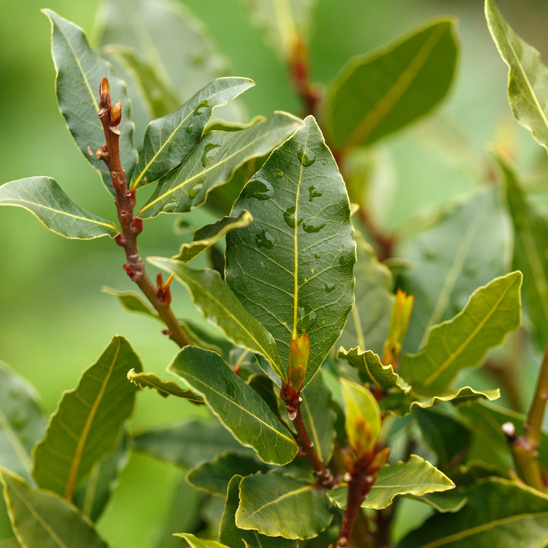 Bay Laurel, Organic  (Laurus nobilis) Morocco