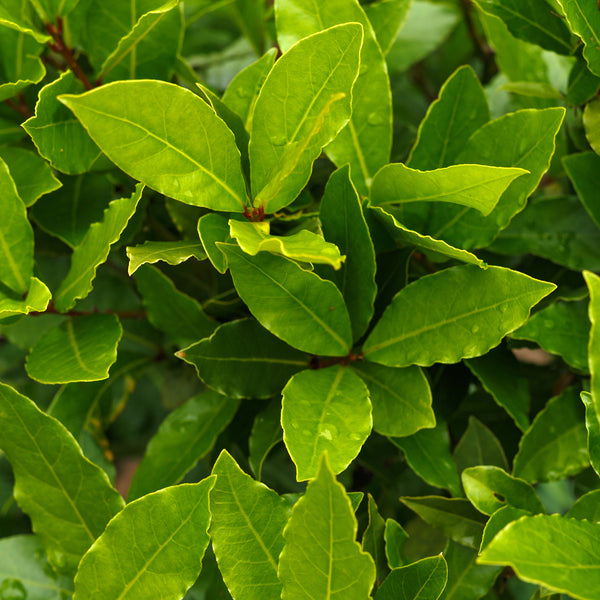 Bay Laurel, Organic  (Laurus nobilis) Morocco