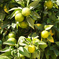 Orange, Bitter (Citrus aurantium) USA