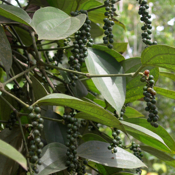 Black Pepper Organic (Piper nigrum) Sri Lanka