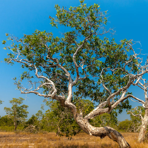 Cajeput Organic (Melaleuca cajuputi) Vietnam