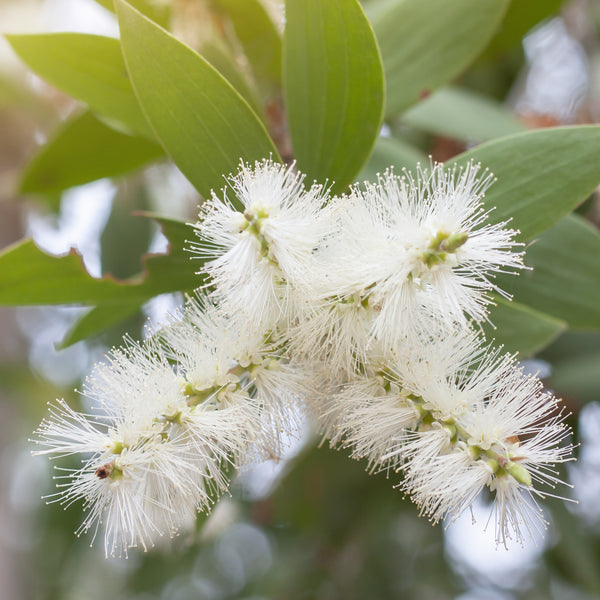 Cajeput Organic (Melaleuca cajuputi) Vietnam