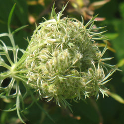 Carrot Seed Organic (Daucus carota) Nepal