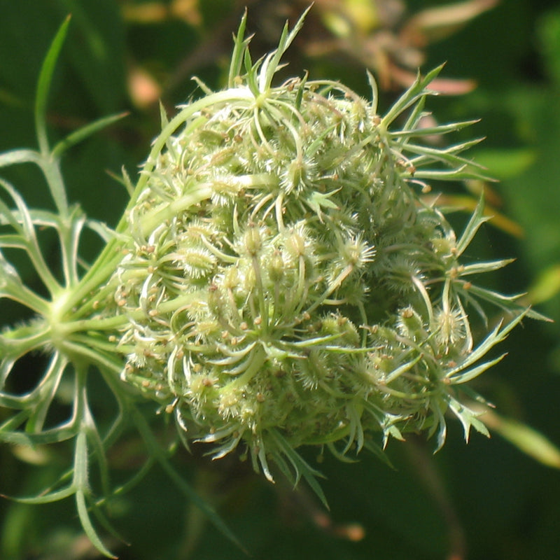 Carrot Seed (Daucus carota) Organic Essential Oil