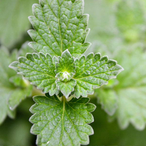 Catnip Organic  (Nepeta cataria) Canada