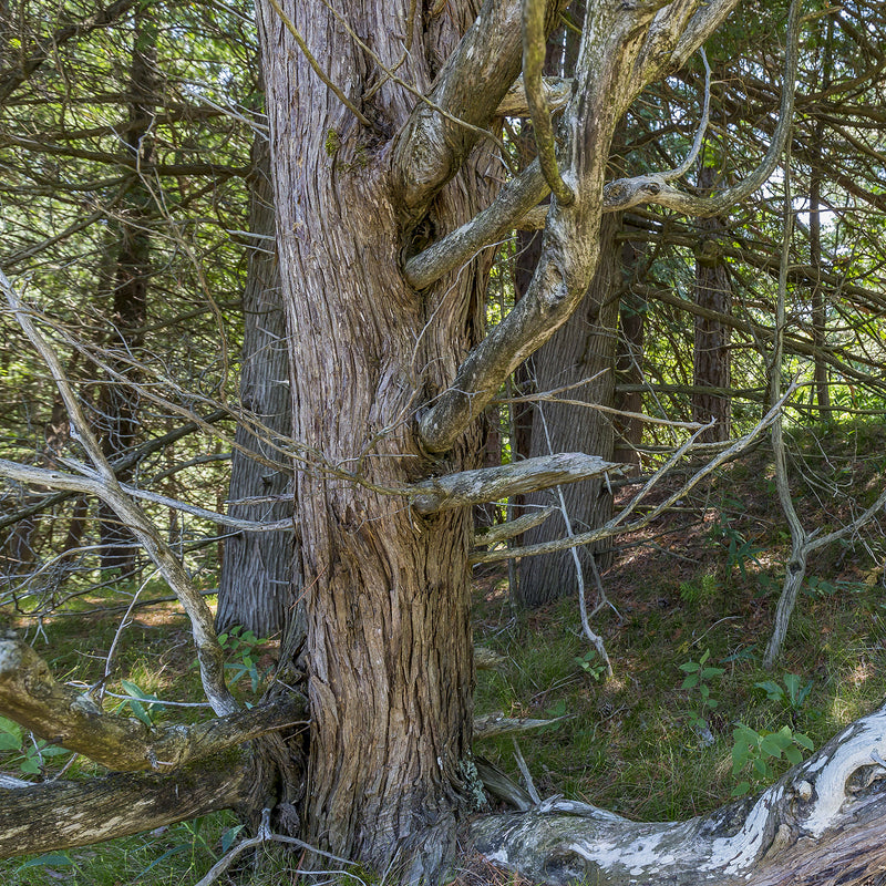 Cedarwood Wild Crafted  (Juniperus virginiana) USA