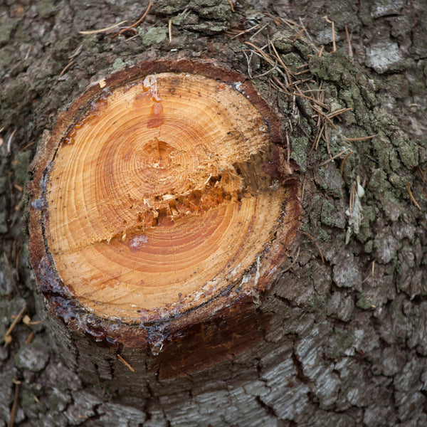 Cedarwood, Atlas Organic (Cedrus atlantica) Morocco