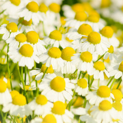 Organic Roman Chamomile Hydrosol