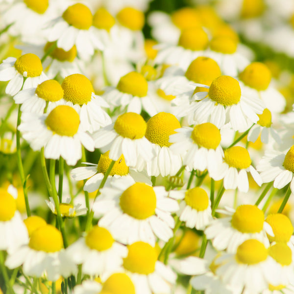 Organic Roman Chamomile Hydrosol