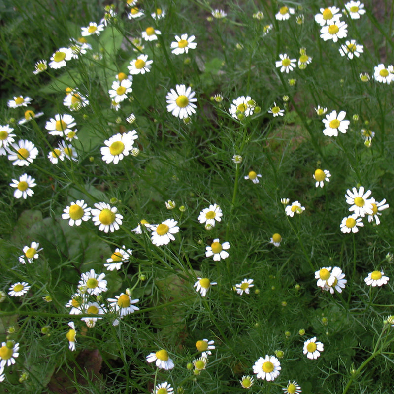 Amrita Chamomile, Roman Essential Oil ( Anthemis Nobilis) English - Farmed - Premium Therapeutic Quality Essential Oil - Size: 60ml