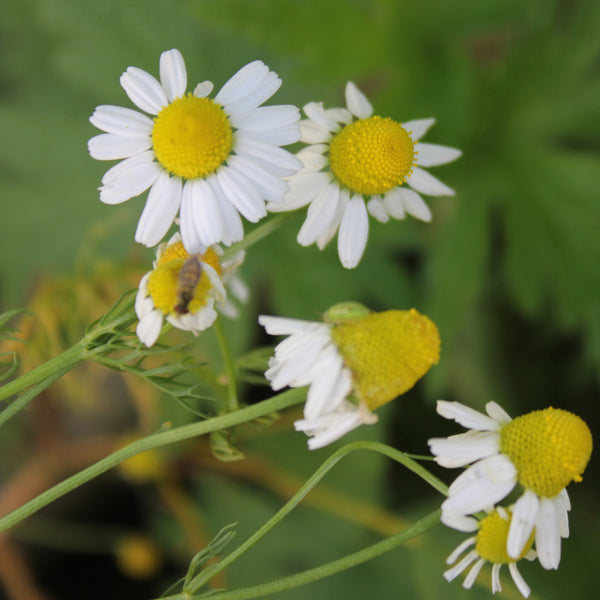 Chamomile, German Organic  (Matricaria chamomilla) Hungary