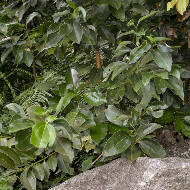 Cinnamon Leaf Organic (Cinnamomum zeylanicum) Madagascar