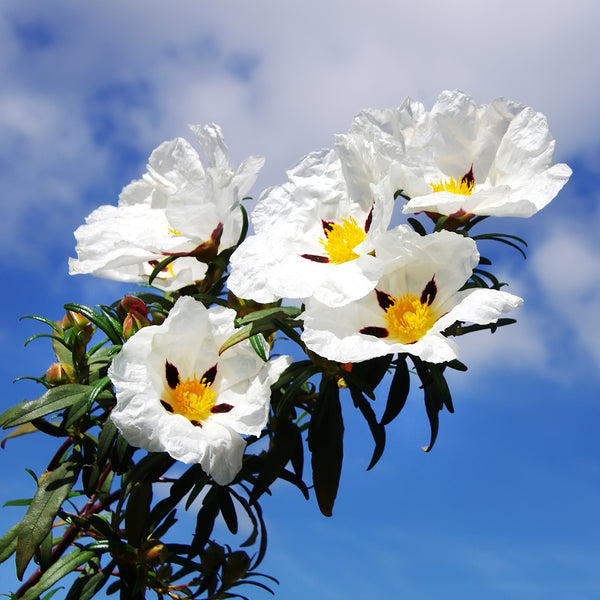 Cistus Organic  (Cistus ladaniferus) Spain