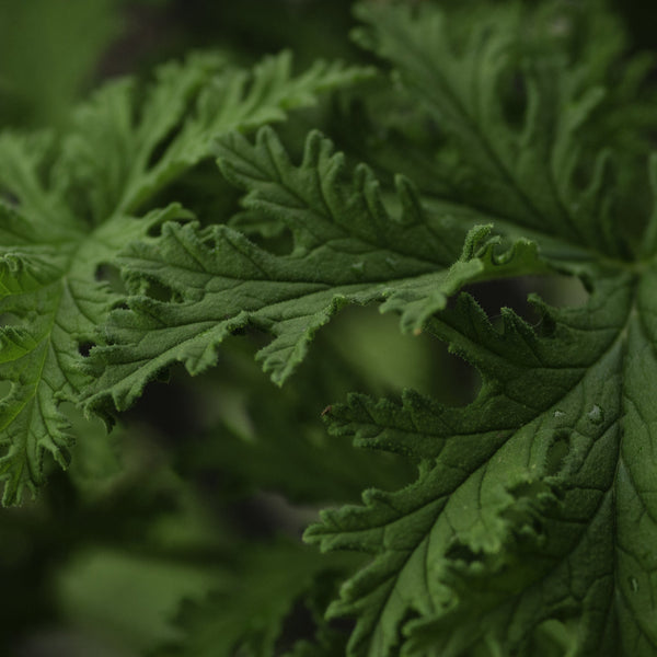 Citronella Organic (Cymbopogon nardus) India