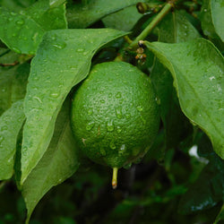 Petitgrain (Citrus limon) Spain