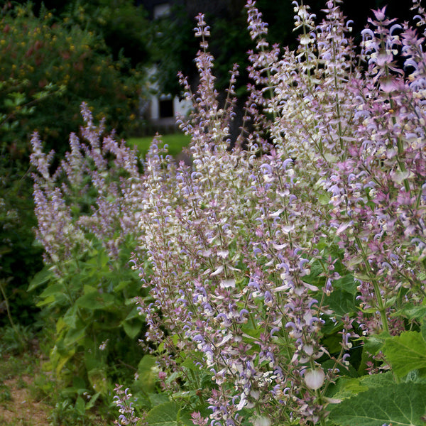 Clary Sage Organic (Salvia sclarea) France