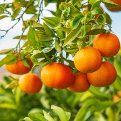 Clementine Organic (Citrus clementina) South Africa