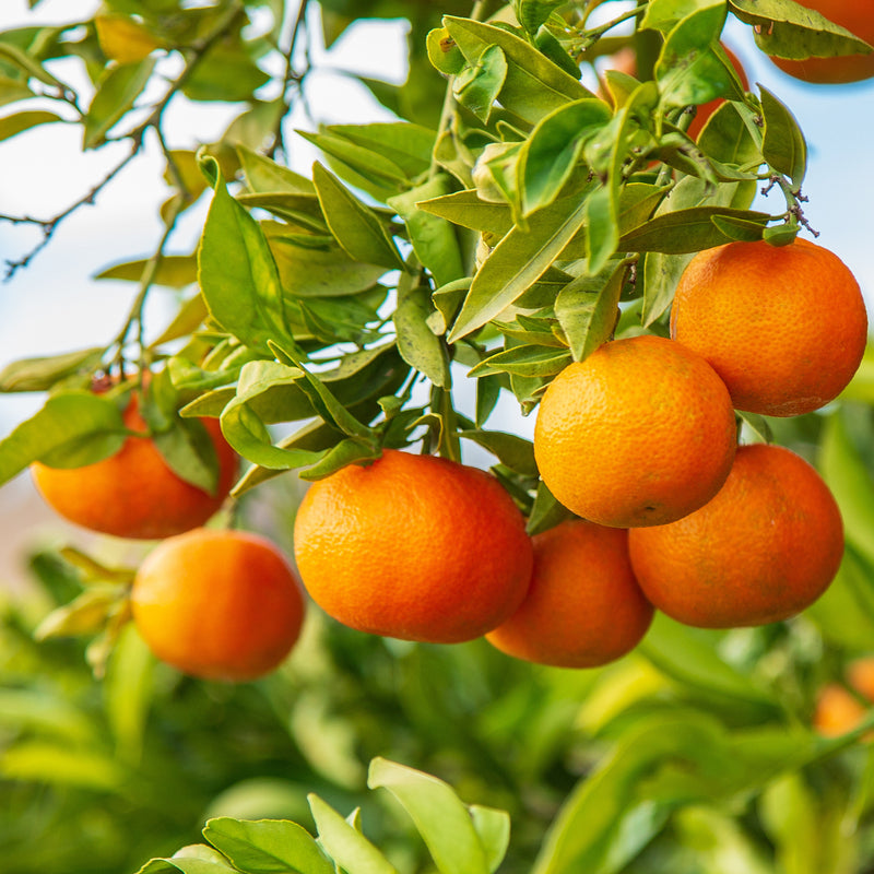 Organic Clementine Mandarins