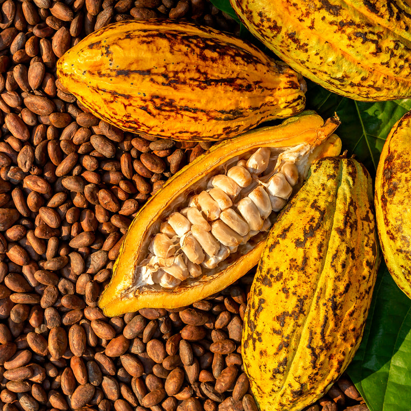 Cocoa Absolute (Theobroma cacao) France