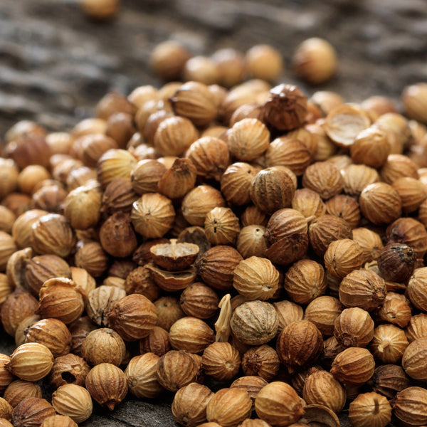 Coriander (Coriandrum sativum) USA