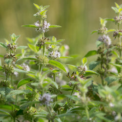 Cornmint Organic (Mentha arvensis) India