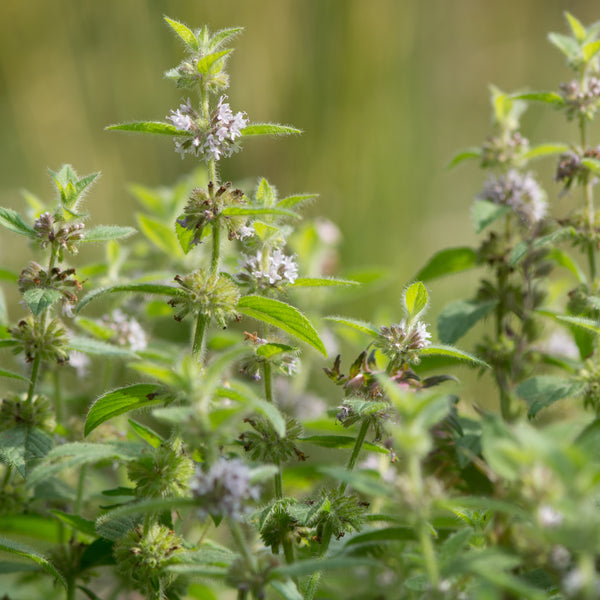 Cornmint Organic (Mentha arvensis) India