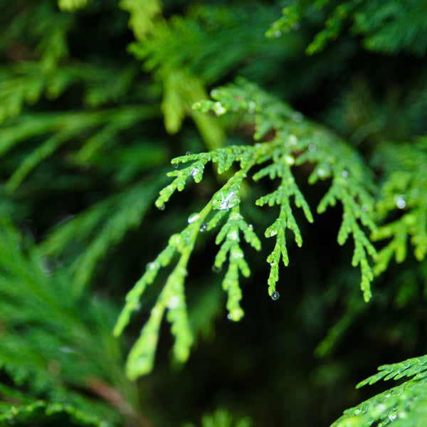 Cypress Organic  (Cupressus sempervirens) Morocco