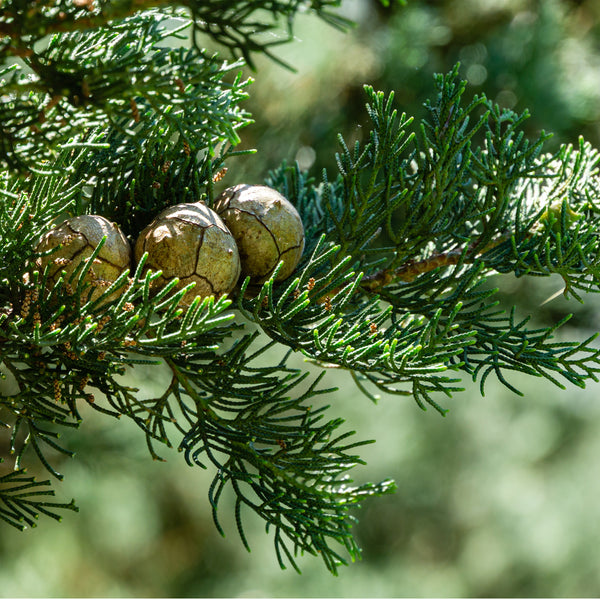 Cypress Wildcrafted (Cupressus sempervirens) Crete