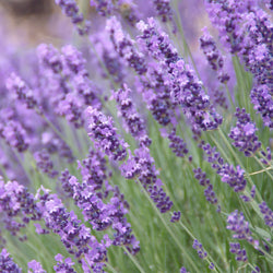 Lavender Maillette, Organic (Lavandula angustifolia) France