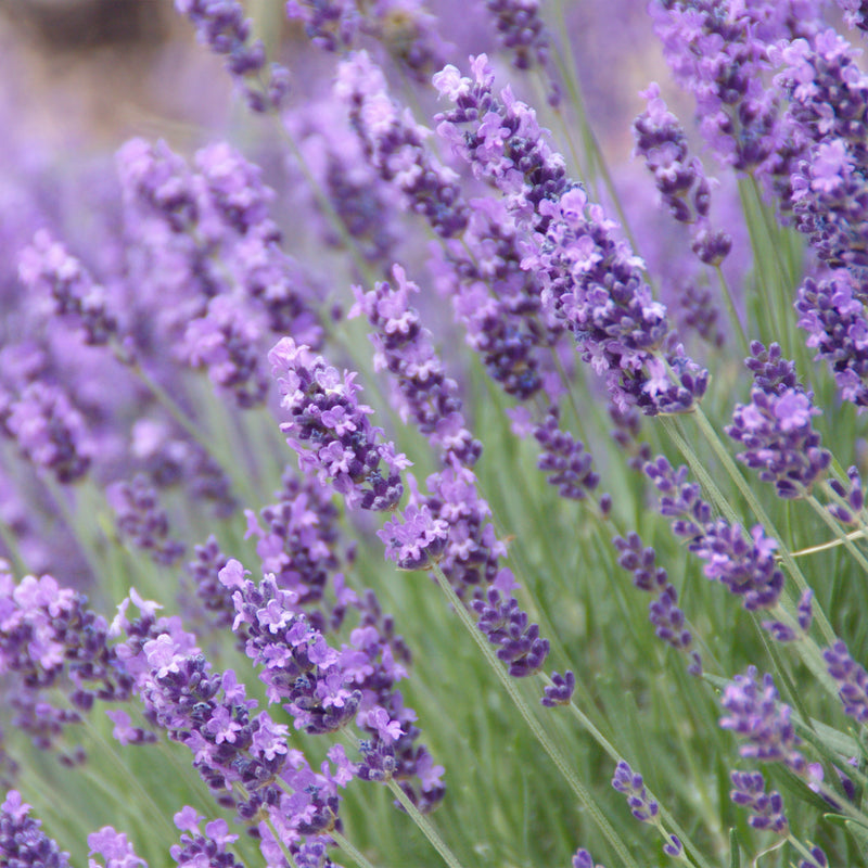 Lavender Maillette, Organic (Lavandula angustifolia) France