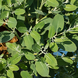 Eucalyptus Aroma Blast