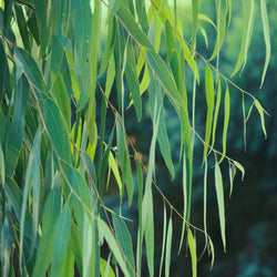 Eucalyptus, Citriodora Organic (Eucalyptus citriodora) India