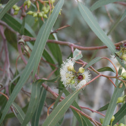 Eucalyptus, Blue Mallee Organic (Eucalyptus polybractea) Australia