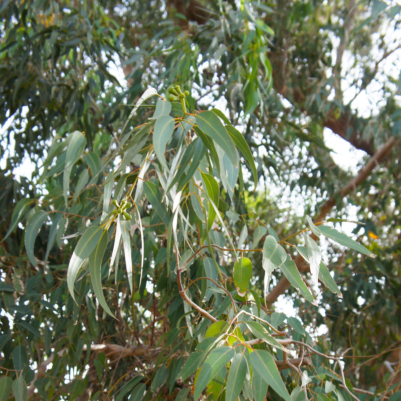 Eucalyptus, Citriodora Organic (Eucalyptus citriodora) Brazil