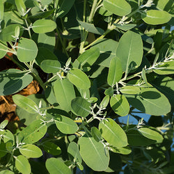 Eucalyptus, Globulous Organic (Eucalyptus globulous) Portugal