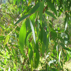 Eucalyptus, Radiata Organic  (Eucalyptus radiata) South Africa